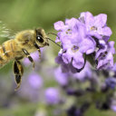 frolicking-amongst-the-flowers avatar