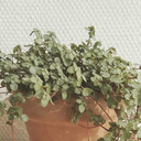 fromoutofspace avatar