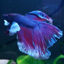 frostysaquarium-blog avatar