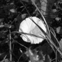 frozensalamithatslife-blog avatar