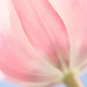 fruitsofsummer avatar