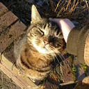 fruitymangoes avatar