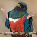 fuckyeahbirdswitharms avatar