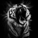 fuckyeahchifaro avatar