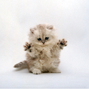 fuckyeahcutekittens-blog avatar