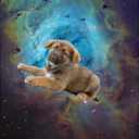 fuckyeahdogsinspace avatar