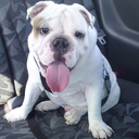 fuckyeahenglishbulldog-blog avatar