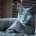 fuckyeahrussianblue avatar