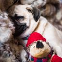 fueled-by-cookies avatar