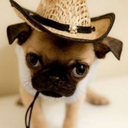 fugaciousfelicity avatar