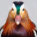 fullfrontalbirds avatar