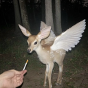 funky-fish-bowl avatar