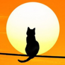 funny-cute-cat avatar