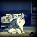 funny-kittens avatar