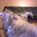 funnyandcrazycats avatar