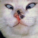 funnycatshumor avatar