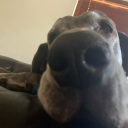 funsizeddipstick avatar