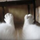 furryfeet avatar