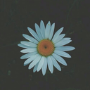 fuucking-meme-alicious-lama avatar