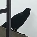 fuzzygreenmushrooms avatar