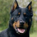 fybeaucerons avatar