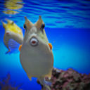 fyeah-seacreatures-blog avatar