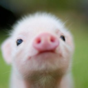 fyeahpigs-blog avatar