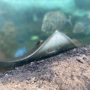 galacticcheerios avatar