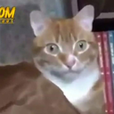 gallina-bronto-coco-dinosauria avatar