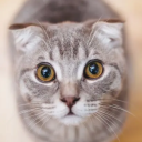 gangstalkerbarbie avatar