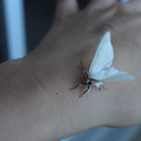 garbagebugman avatar