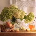 garden-hearts avatar