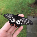 gardeneticist avatar