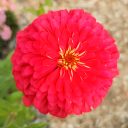 gardenofsongs avatar