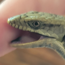 garlicguzzler avatar