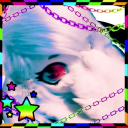 gatorpuppy avatar