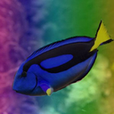 gay--fish avatar