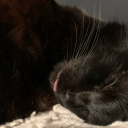 gay-lil-meowmeow avatar