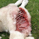 gay-satanic-clown avatar