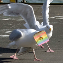 gaygulls avatar