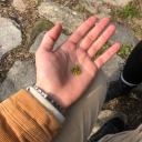 gecegecegecemiolur avatar