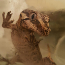 geckobb-blog avatar