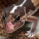 geckomoss avatar