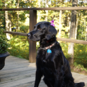 geekturtlegirl avatar