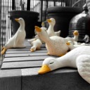 geeseplaining avatar