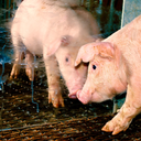 gefallenerxengelx avatar