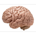 gehirneinschalten avatar