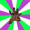 genderqueergiraffe avatar