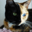 genetic-anomalies avatar