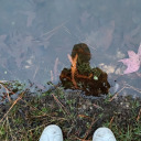 gentlerevelations avatar